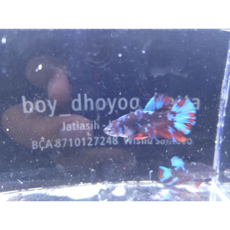 Ikan Cupang Avatar Kalimaya Male/Female