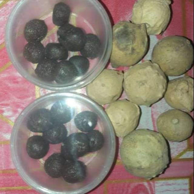 

GLINTIRAN BUAH MAJAKANI / MAJAK'AN