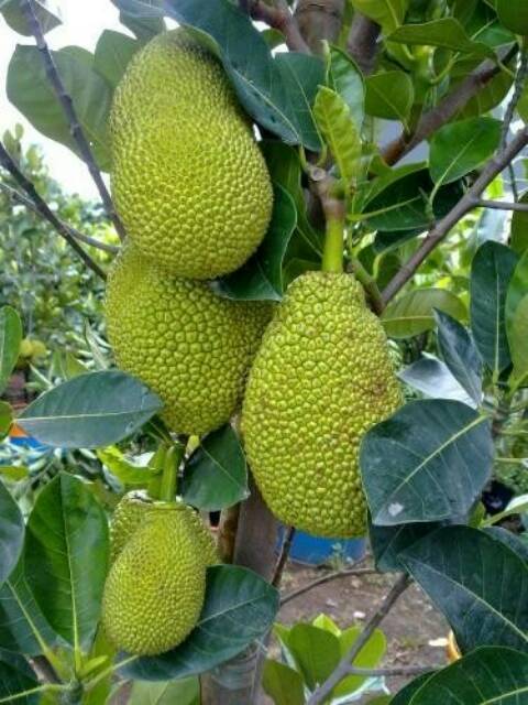 Bibit Nangka Mini/Tanaman Nangka Mini