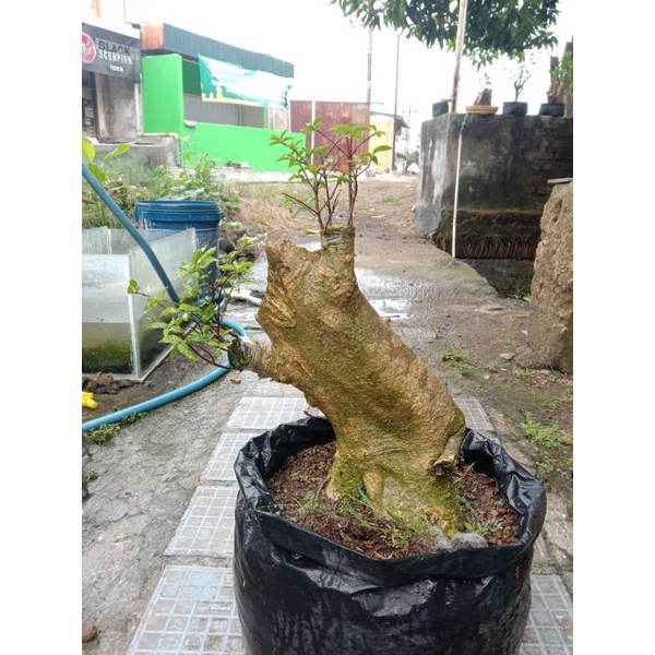 bahan bonsai atau tanaman hias mentaos sambung anput mikro, sesuai foto