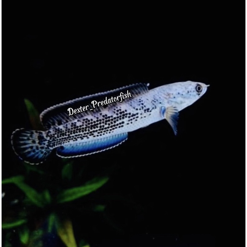 Channa Stewarti Black Galaxy Full Dot sz 6 cm