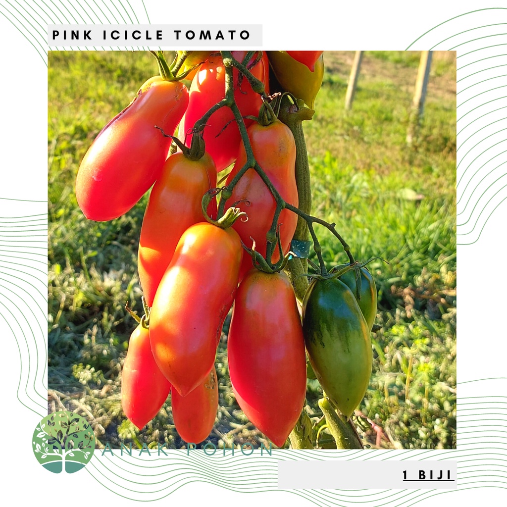 Benih Bibit Biji - Tomat Pink Icicle Tomato Seeds