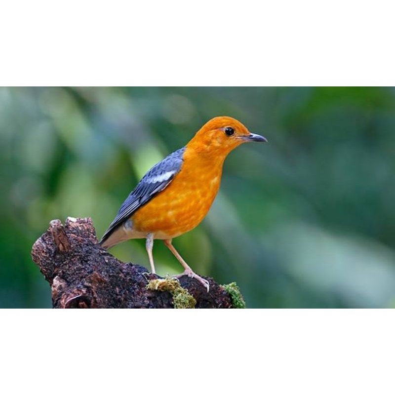 BURUNG ANIS BATA(MERAH) BAHAN RAWATAN