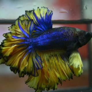  HIASAN  AQUARIUM  BETTA FISH MURAH IKAN  CUPANG  HALFMOON 