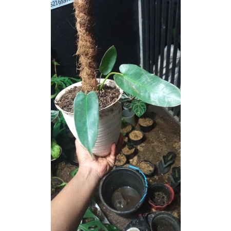 philodendron atabapoense