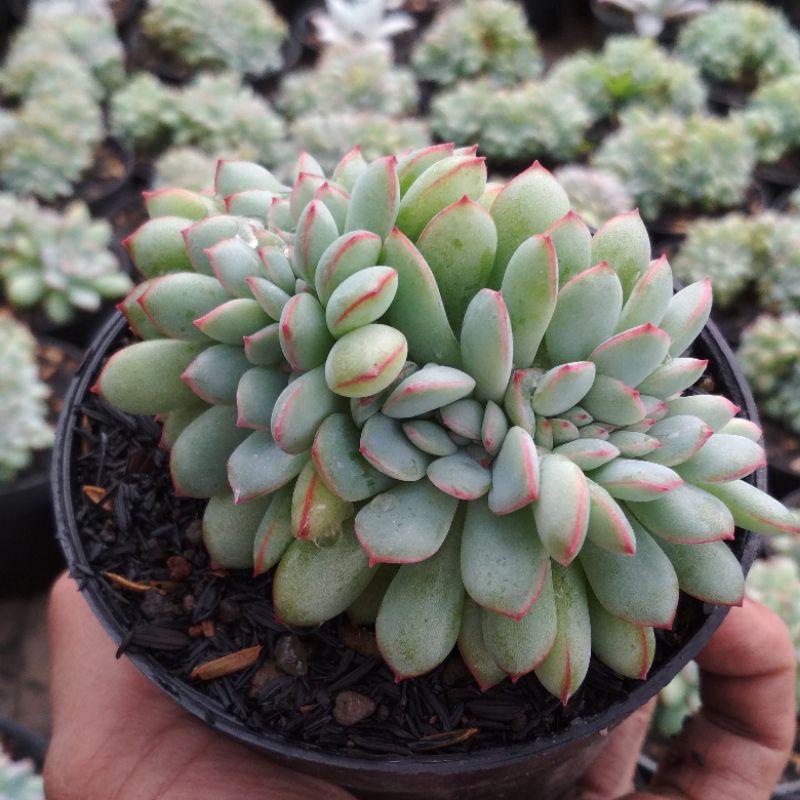Echeveria Lipstik Cristata