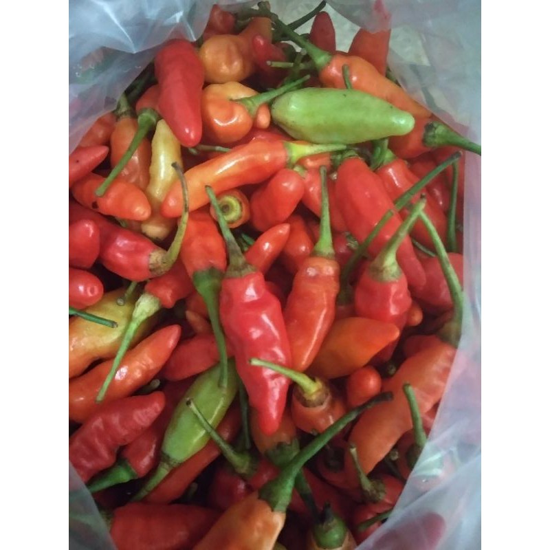 

CABE RAWIT MERAH/CABE SETAN
