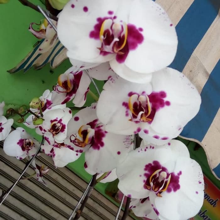 tanaman hias anggrek bulan - anggrek bulan bunga putih