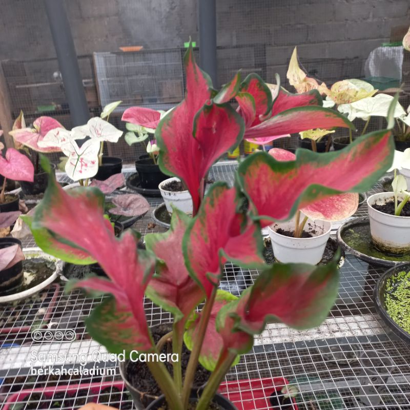 Bibit Caladium Red Peacock / Bibit Keladi Red Peacock