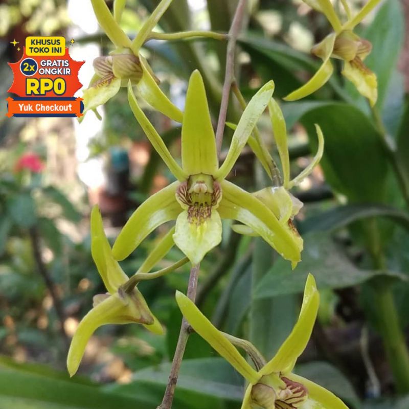 anggrek dendrobium larat hijau atau capra