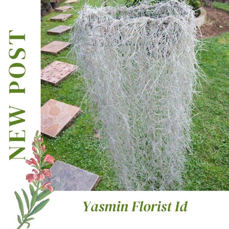 Tanaman Hias Jenggot Musa / jenggot Dewa