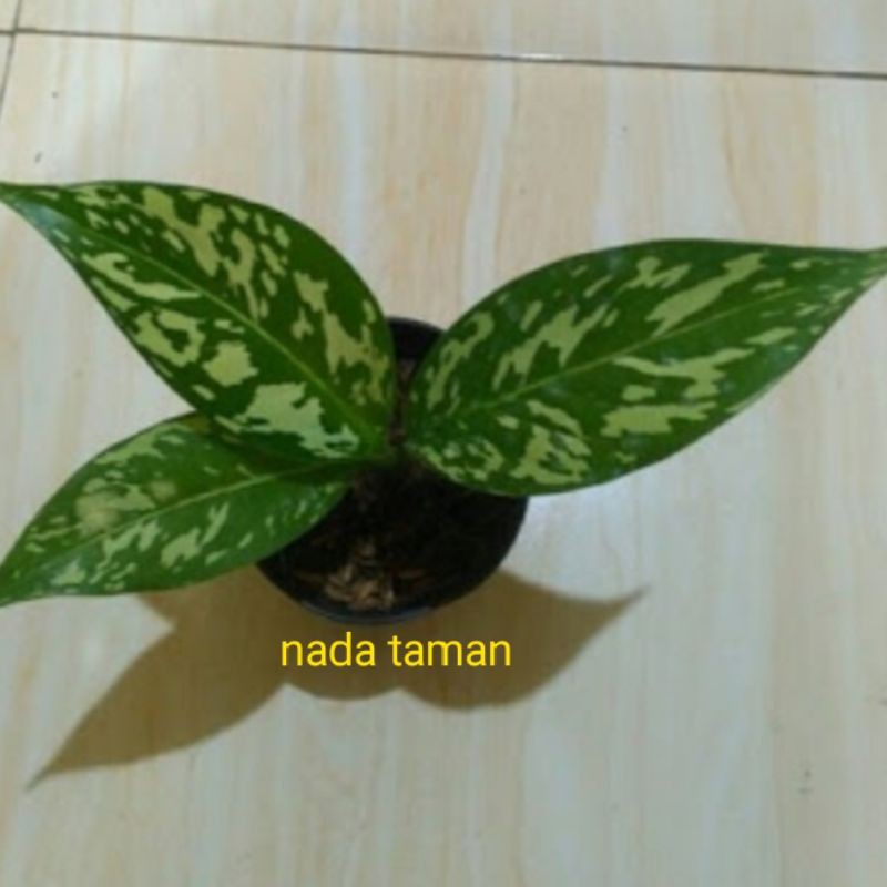 tanaman blanceng army/aglonema army