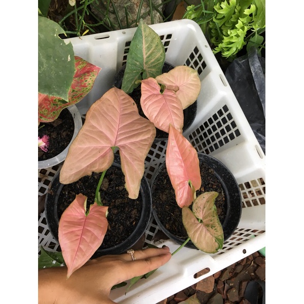 Syngonium Pink Flecked