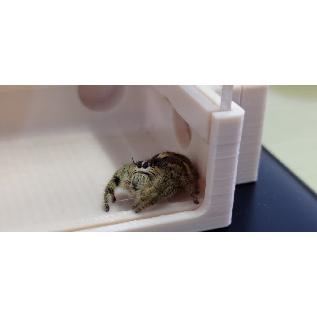 jumping spider (hyllus diardi)
