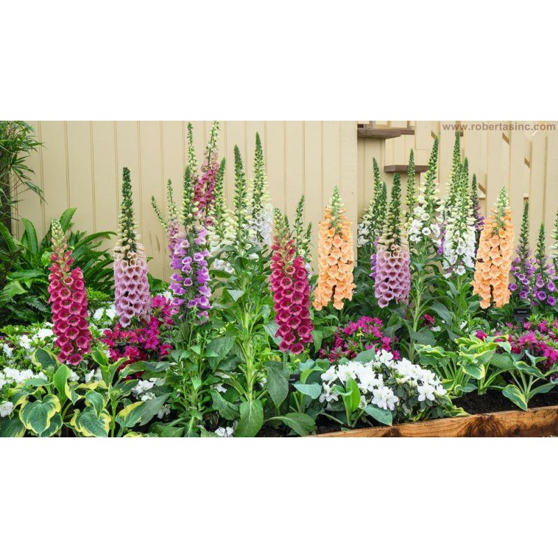 Benih-Bibit Bunga Foxglove Mixed (Haira Seed)