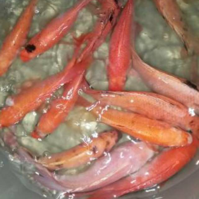 Ikan nila segar hidup 1kg isi 4-5