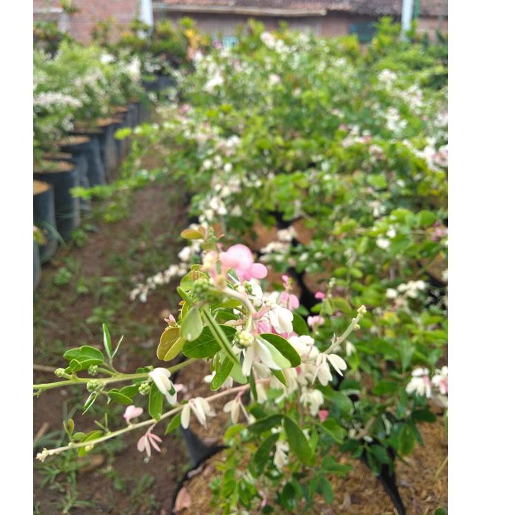 Terbaru asem belanda asem ranji tanaman hias pohon untuk bonsai YJH