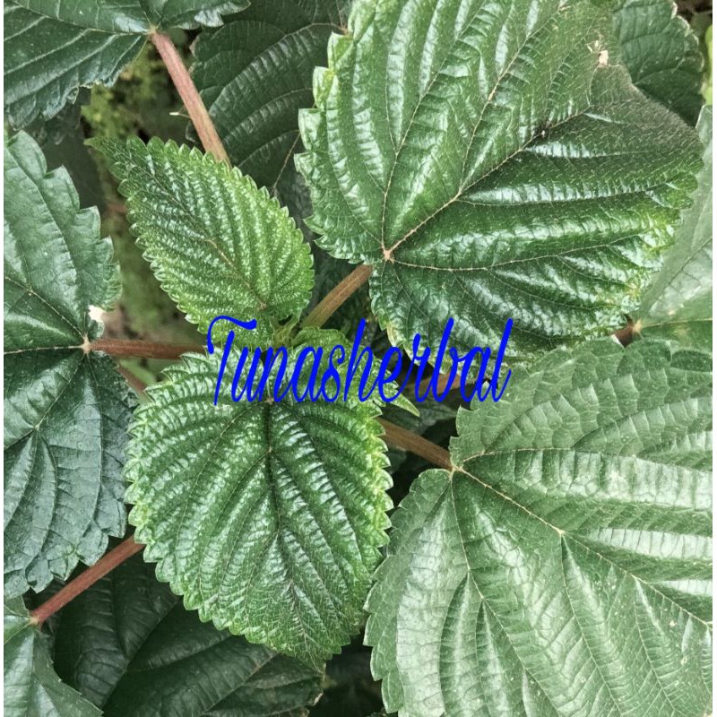 

Daun Jelatang Fres 250Gram