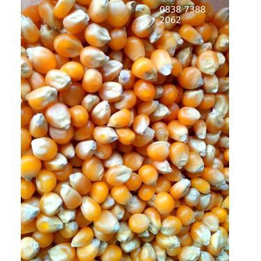 

Terkini.. Popcorn Mentah Mushroom 1Kg Jumbo Mushroom Kiloan Popcorn Bulat Jamur 1 Kg Popcorn Mushroo