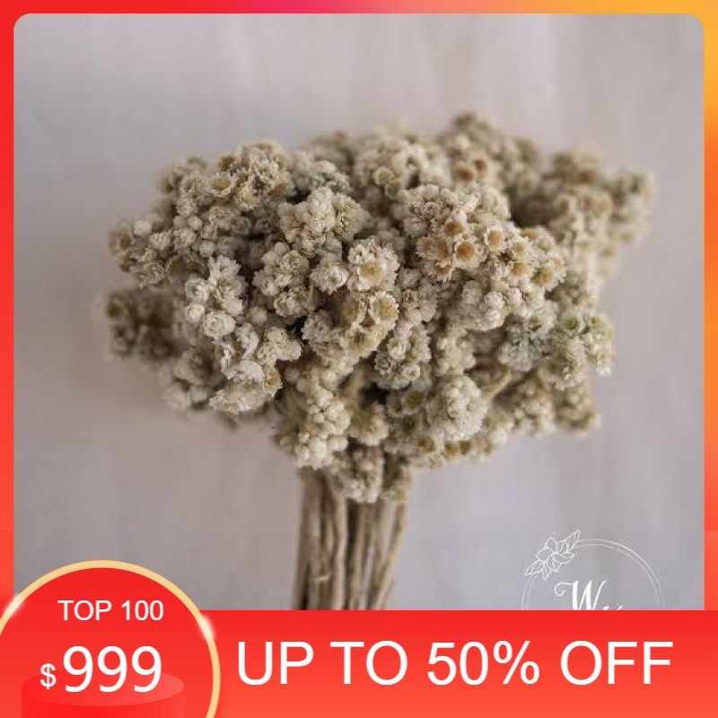 bunga kering edelweis