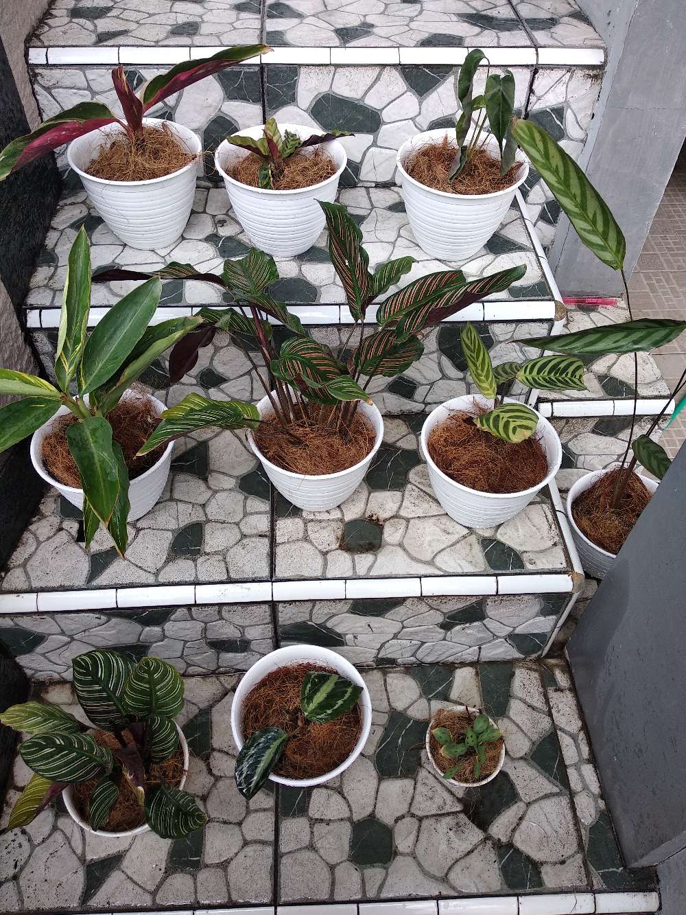 Paket Tanaman Hias Calathea ( Murah )