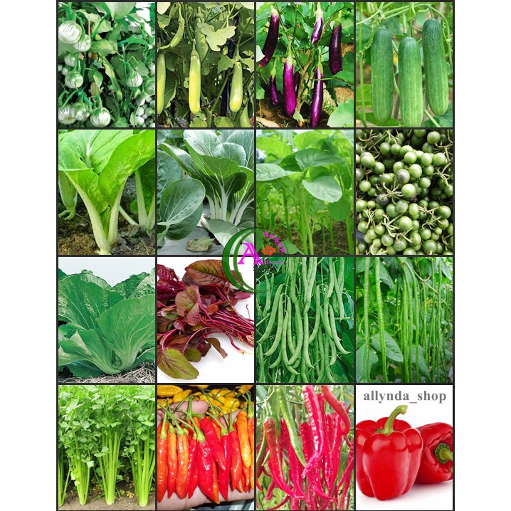 Jual Paket Paket Hemat Sayur Sawi Bayam Kacang Panjang Lencak Boncis