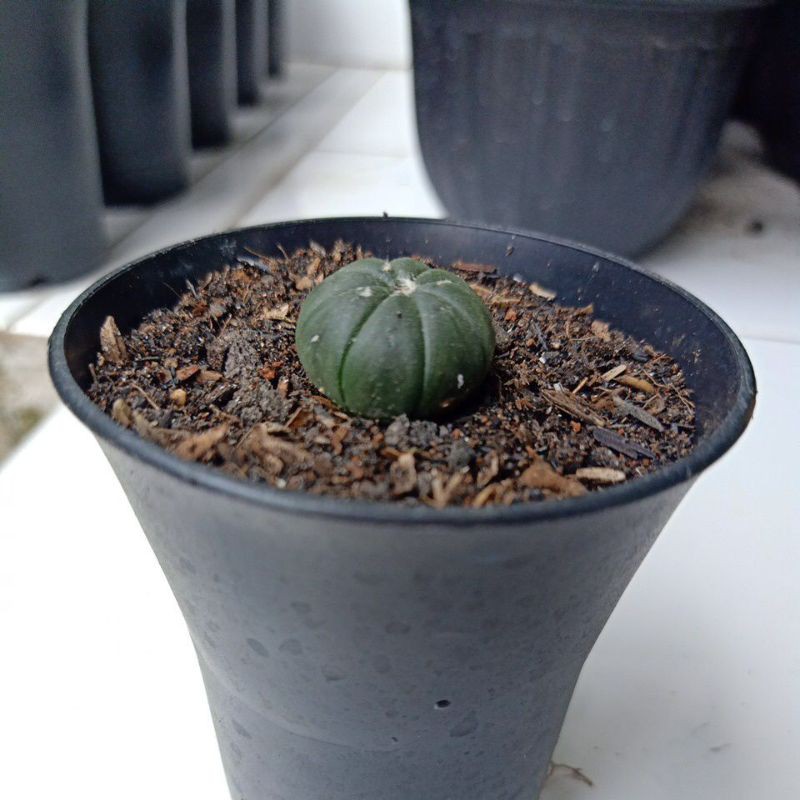 kaktus astrophytum asterias