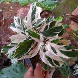 Tanaman hias meranti  tisu varigata  Tanaman hias calathea 