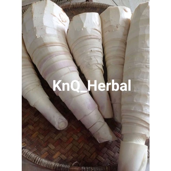 Rebung bambu muda asli segar