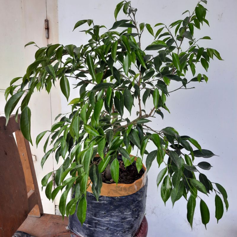 Bahan bonsai Beringin arjuna 01