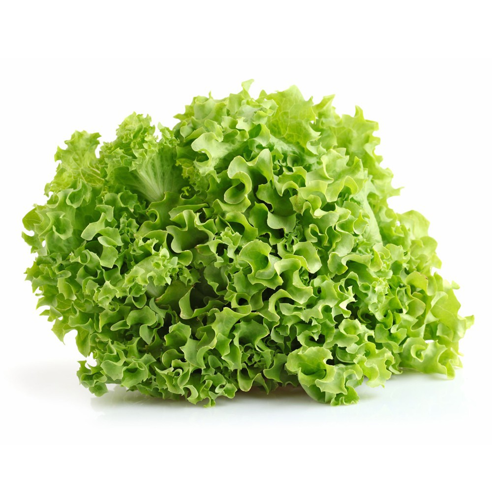 50 Seeds - Selada Keriting Hijau Biji Bibit Benih Known You - SR0057