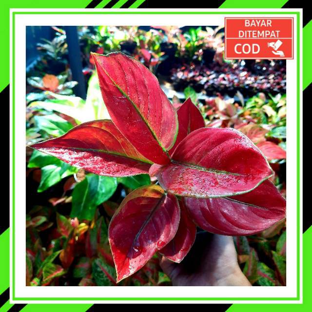 [✅COD] AYUNINDI - (AGLONEMA REMAJA) / AGLONEMA WARNA MERAH CANTIK / AYU NINDI