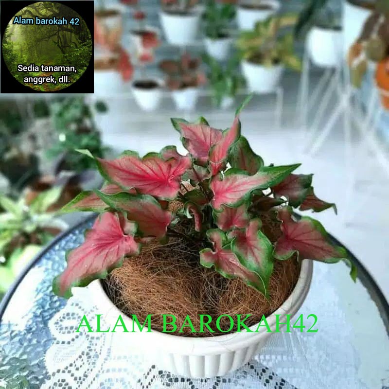 Caladium Keris atau Keladi Keris dewasa