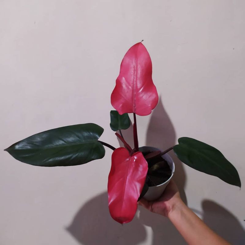 Pink darklord philodendron -philo pink dark lord tanaman hias hidup