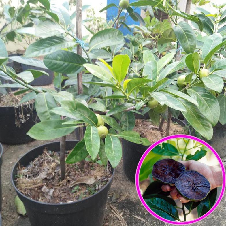 BENIH BIBIT BIBIT TANAMAN BUAH SAWO HITAM (BLACK SAPOTE OKULASI) 1 - WISATA AGROTANI