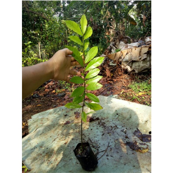 bibit bahan bonsai serut