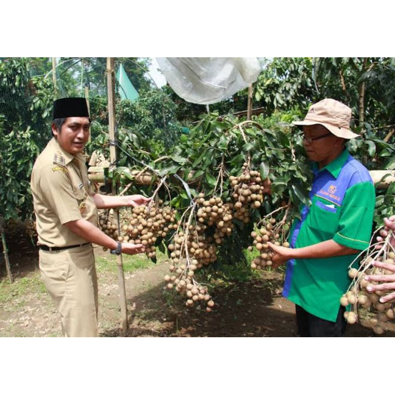 Boster Pupuk Kelengkeng Bisa Mempercepat Berbuah Dan Bisa Membuahkan lebat