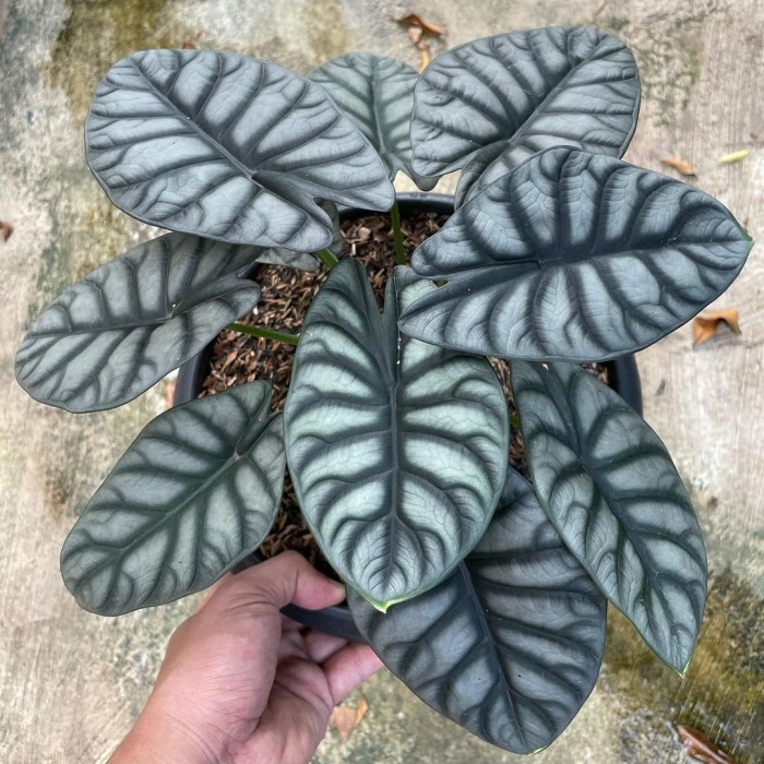 Bibit bonggol Alocasia Dragon silver plantsparadise