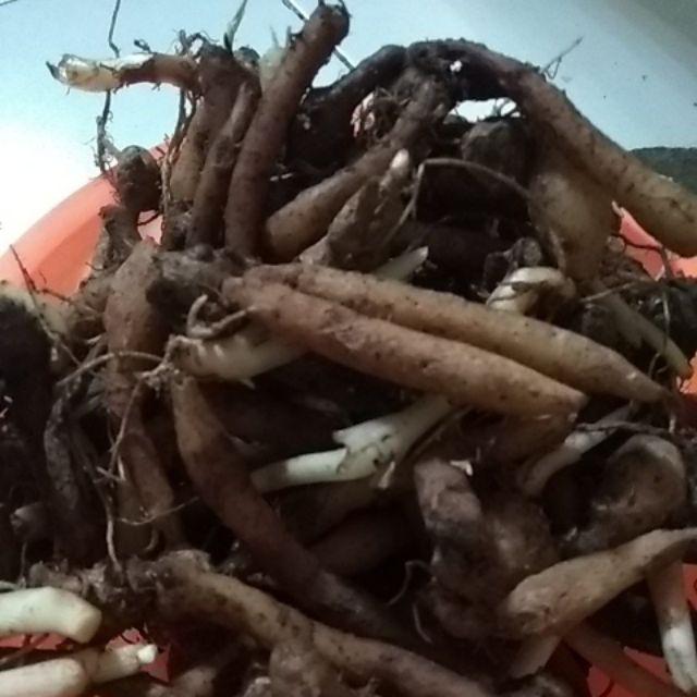 1kg Temu Kunci Segar Obat Herbal Alami