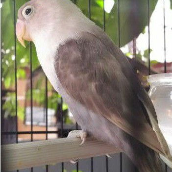 Burung Lovebird Mocca paud