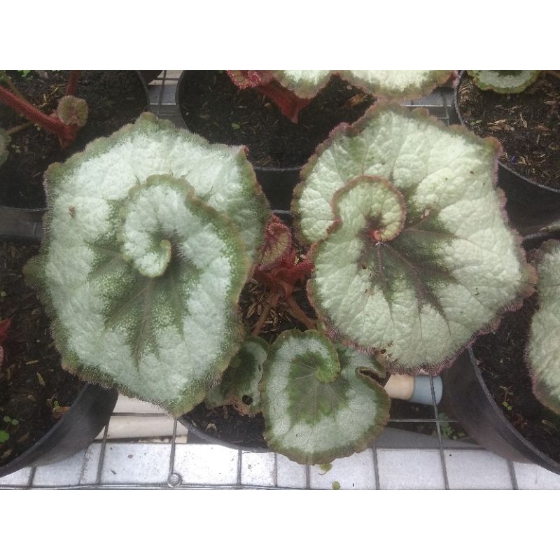 tanaman hias begonia keong dewasa