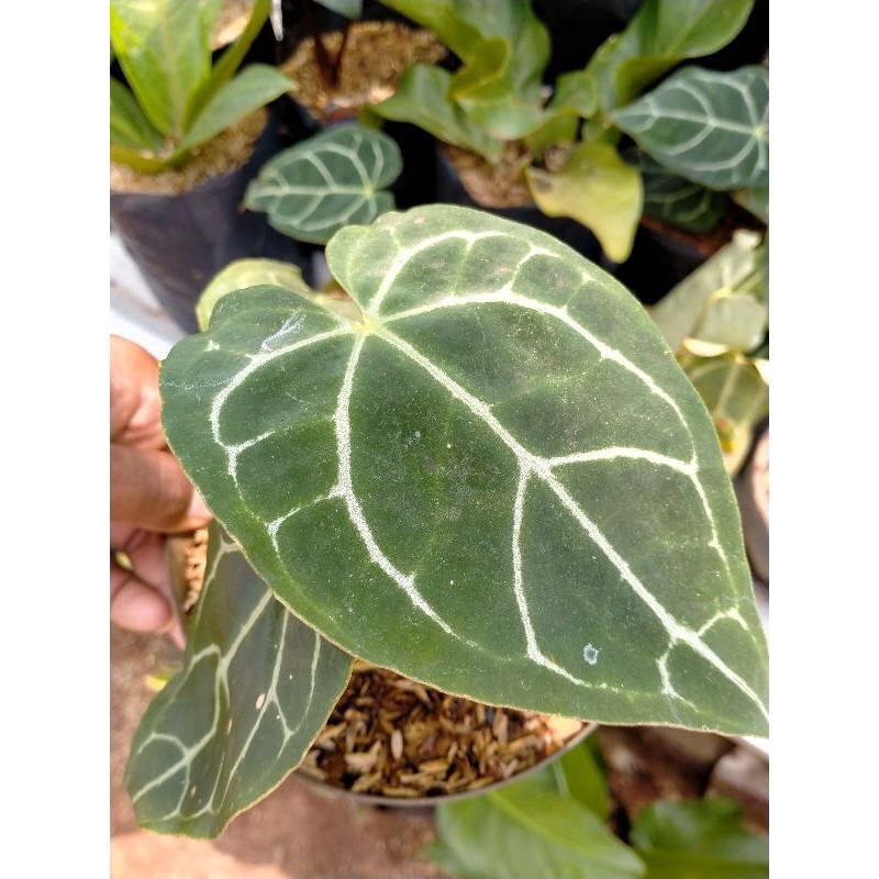 tanaman kuping gajah kalong anakan