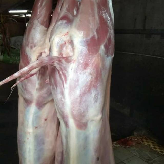 

Daging Kambing Muda 1 Kg