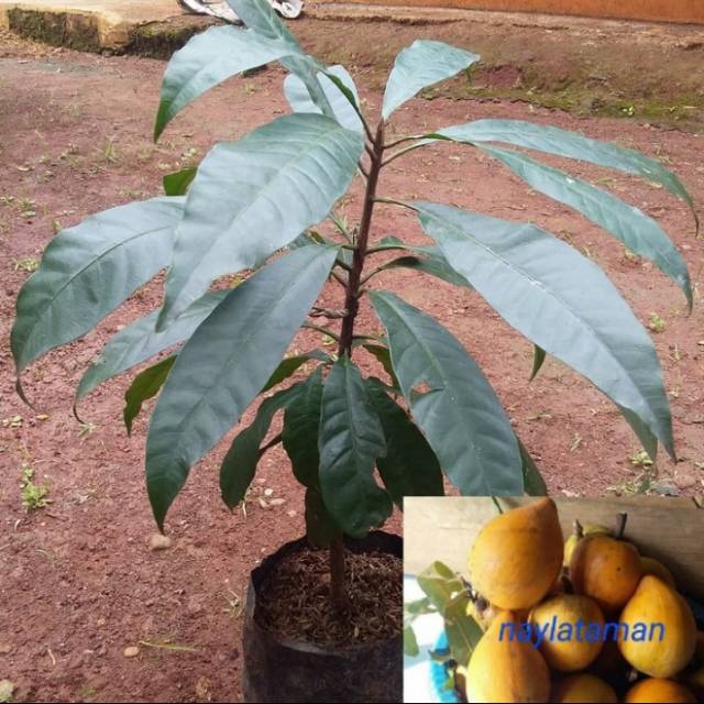 Pohon Alkesa/Sawo Mentega