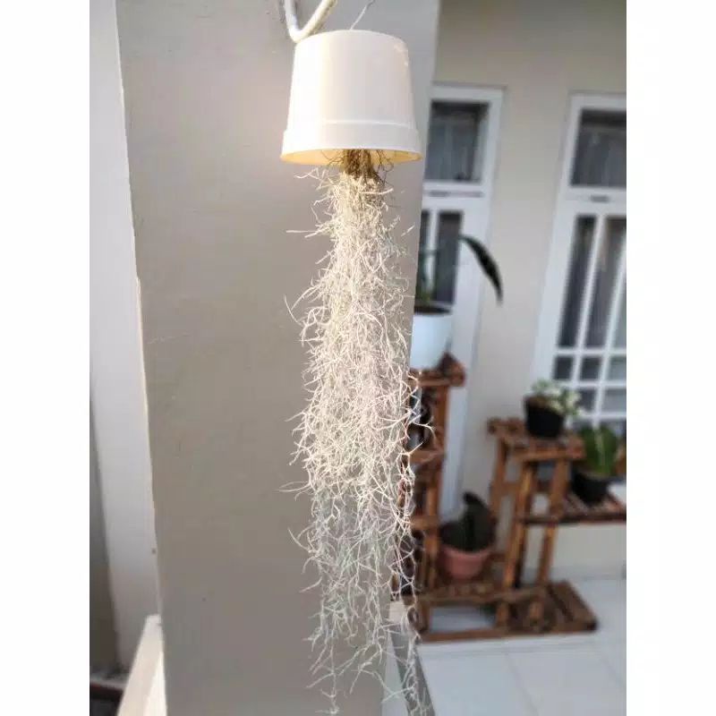 Tanaman gantung jenggot musa