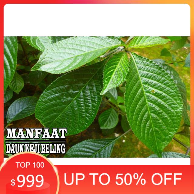

Ready stock Daun keji beling atau pecah beling 500gram siap petik non pestisida