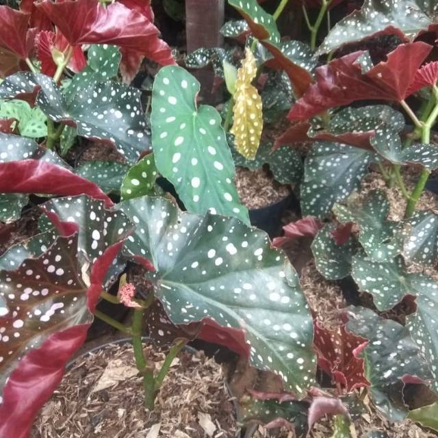 Tanaman Hias Begonia Polkadot Shopee Indonesia