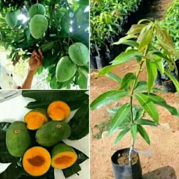 Kekinian♨ Bibit Tanaman Buah Mangga Alpukat Berbunga  Bibit Buah Mangga Alpukat