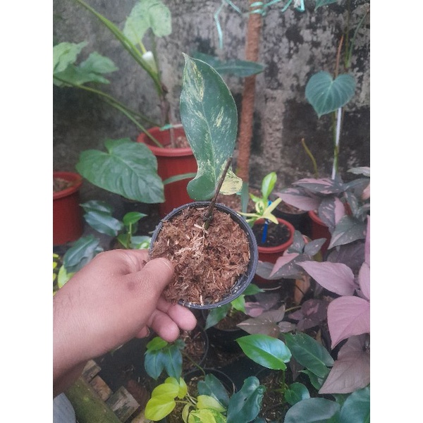 philodendron florida beauty variegata, flobe