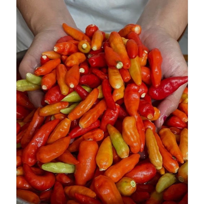 

CABE RAWIT MERAH LOKAL FRESH (1KG)